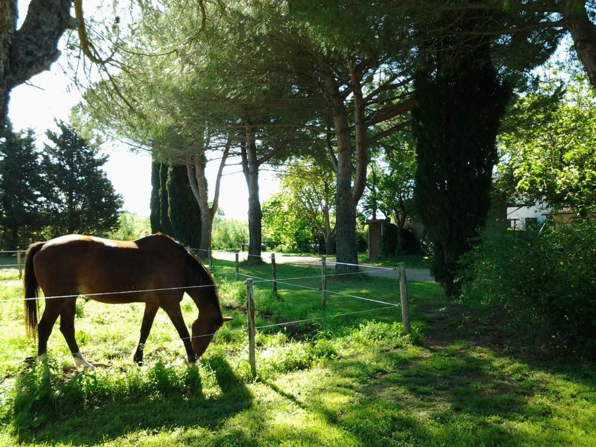 Agriturismo Piana Arborello Hotel Magliano in Toscana Esterno foto